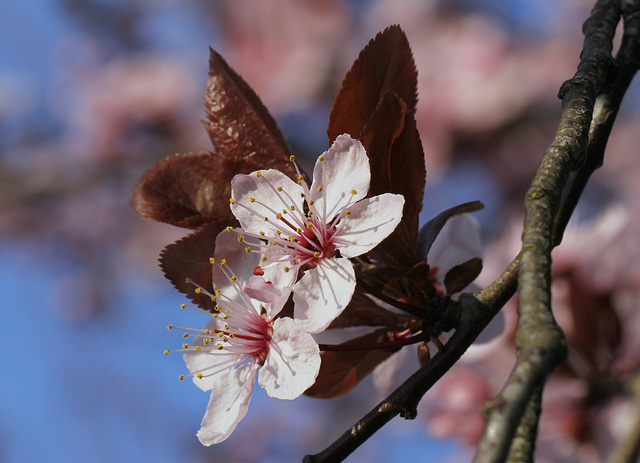Cerisier rose