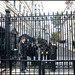the gates of Downing Street