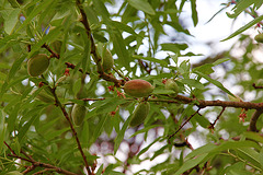 Mandeln - amondes - almond