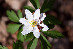 20110402 0457RAw [D~SHG] Busch-Windröschen (Anemone nemorosa), Nelkenwurzkäfer (Bryturus ochraceus) [Blütenfresser], Bad Nenndorf