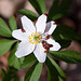 20110402 0457RAw [D~SHG] Busch-Windröschen (Anemone nemorosa), Nelkenwurzkäfer (Bryturus ochraceus) [Blütenfresser], Bad Nenndorf
