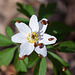 20110402 0456RAw [D~SHG] Busch-Windröschen (Anemome nemorosa), Nelkenwurzkäfer (Bryturus ochraceus) [Blütenfresser], Bad Nenndorf