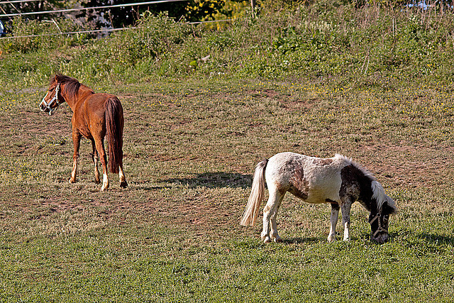 20110503 1808RTw [D~LIP] Pferd, Kalletal