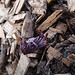 Cimicifuga racemosa atropurpurea P3120789