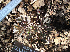 Cimicifuga racemosa Atropurpurea P3250862