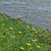 Frühling an der Donau