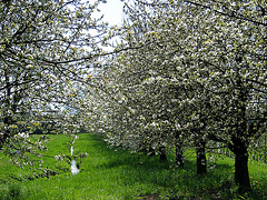 Kirschbäume -  cerisiers - cherry trees