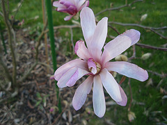 magnolia loebneri 'léonard messel' P3210843