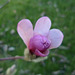 magnolia loebneri 'léonard messel' P3210844