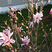 magnolia loebneri 'léonard messel' P3210845