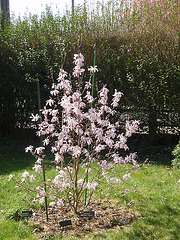 magnolia loebneri 'léonard messel' P3250846
