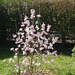 magnolia loebneri 'léonard messel' P3250846