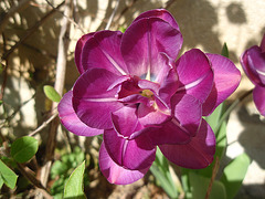 tulipe P3250871