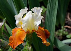 Iris Fall Fiesta