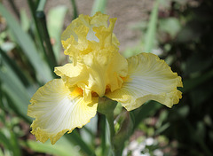 Iris Big Dipper