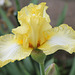 Iris Big Dipper