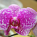 Phalaenopsis hybride "Wild Thing"