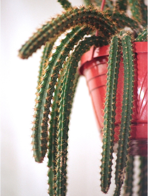 Aporocactus mallisonii