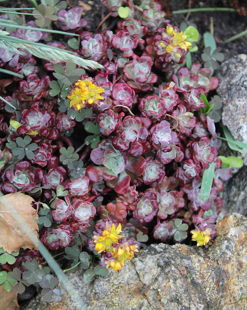 Sedum spathulifolium en fleur