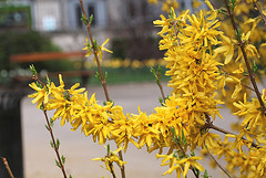 Forsythia