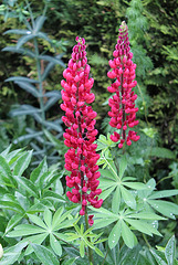 Lupin rouge