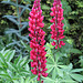 Lupin rouge