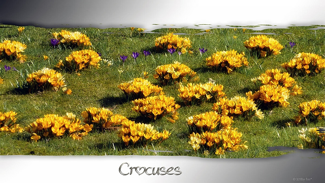 Crocuses
