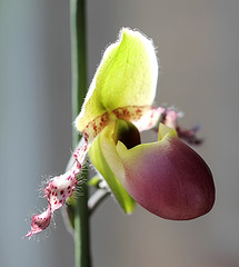 Paphiopedilum (Glaucophyllum x primulinum)