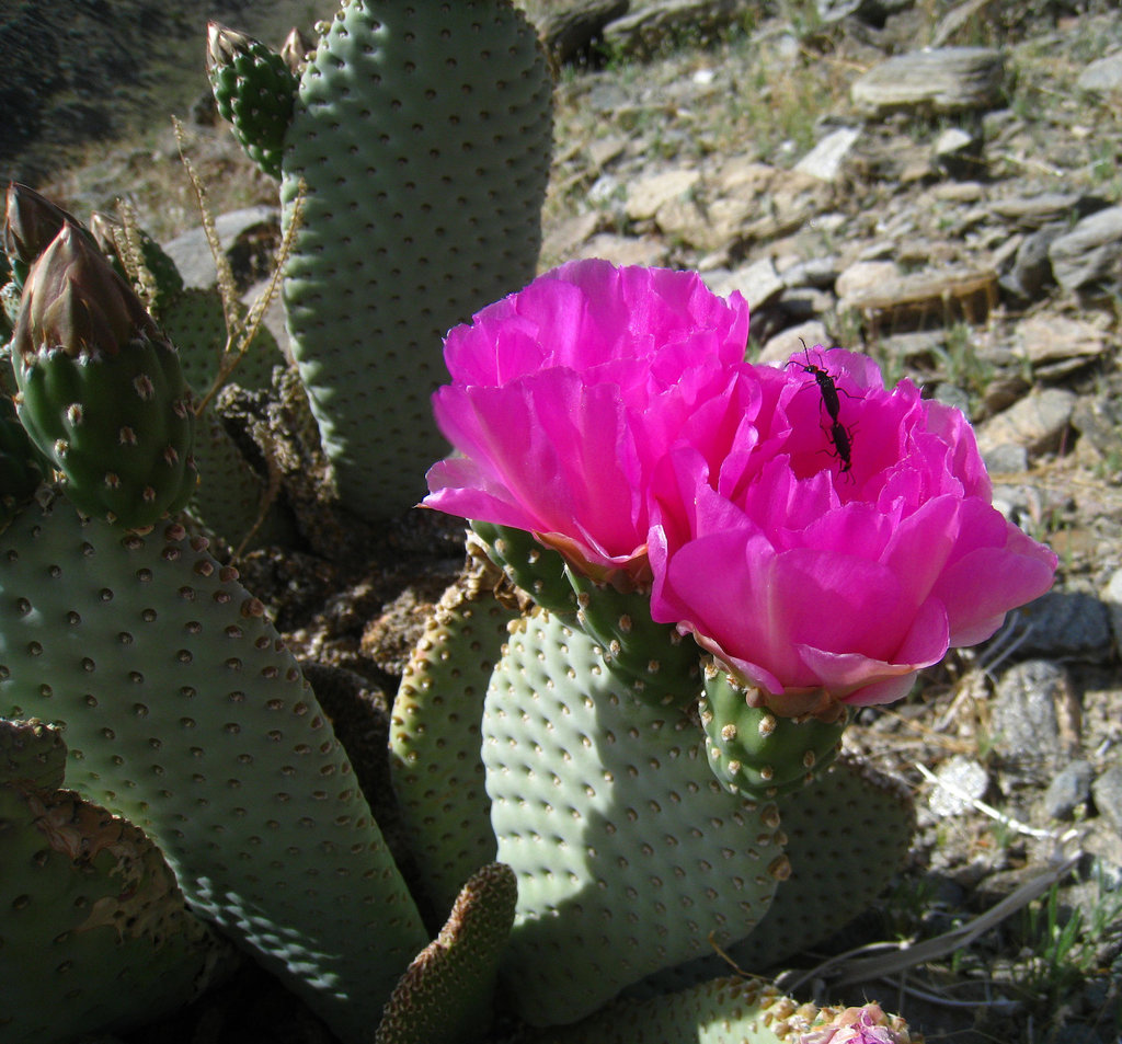 Great Outdoors Hike To The Grottos In Mecca Hills - Cactus Flower (6394)