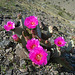 Great Outdoors Hike To The Grottos In Mecca Hills - Cactus Flowers (6396)