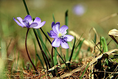 Frühlingsschönheiten - Leberblümchen