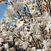 magnolio stelforma (el Azio)