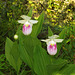 Cypripedium reginae (Showy orchid)