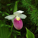 Cypripedium reginae (Showy orchid)