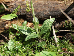Goodyera repens (Lesser rattlesnake plantain)