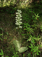 Platanthera orbiculata (Round-leaf orchid or Pad-leaf orchid)