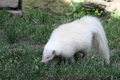 Streifenskunk - Albino (Zoo Heidelberg)