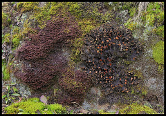 Peuplement d'un rocher humide- Frullania rouge , Peltigère , et mousses