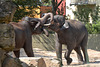 Schwere Jungs - Tarak und Gandhi (Zoo Heidelberg)
