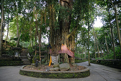 Holy tree in the Sacred Monkey Forest in Ubud