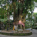Holy tree in the Sacred Monkey Forest in Ubud