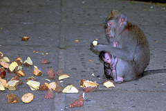 Macaques everywhere in the park