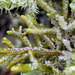 Porella arboris-vitae , avec Lophocolea cuspidata à droite