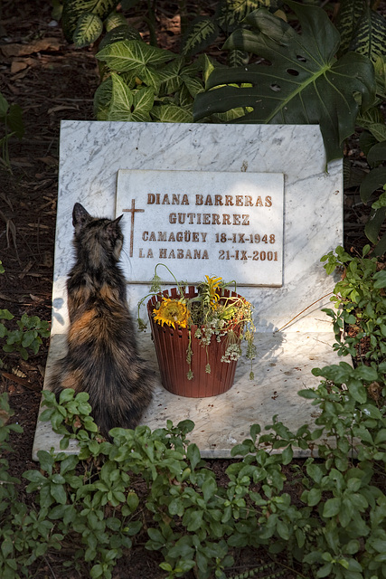 cemetery_cat cemetery_cat
