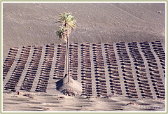 Dry Crop Growing on Fuerteventura