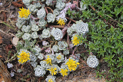 Sedum spathulifolium Cape blanco en fleurs