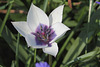 tulipa humilis albo-coerulea