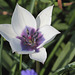 tulipa humilis albo-coerulea