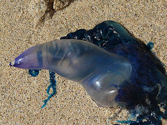 méduse sur la plage