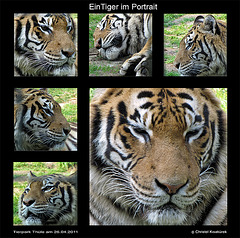Tiger-Collage